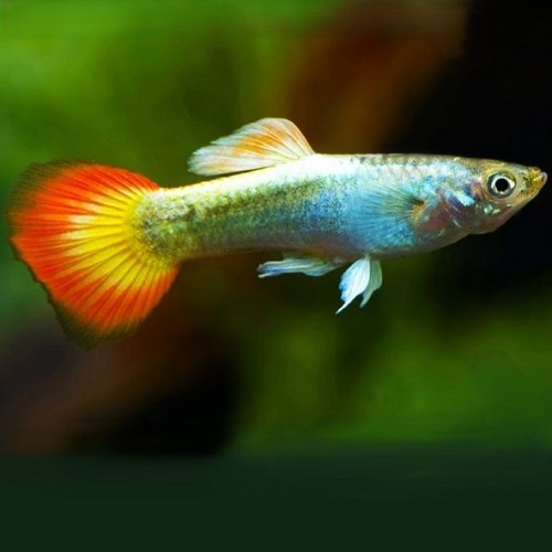Guppy male blue neon flame
